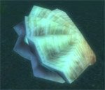 hsoftshellclam.jpg